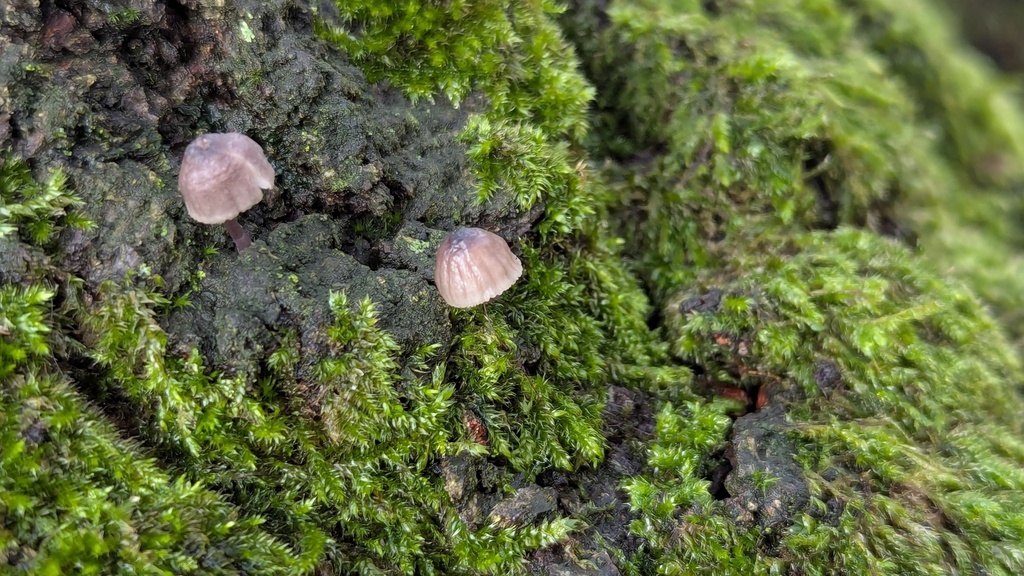 Mycena pseudocorticola · November 2025 · photo: © rudolphous (iNaturalist, cc-by)