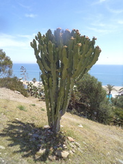Euphorbia ammak