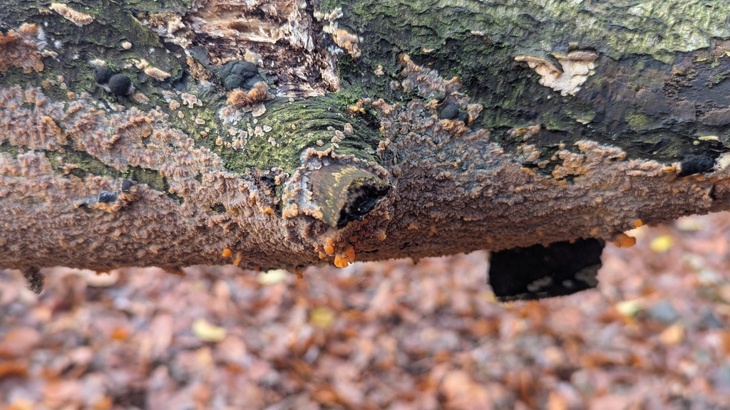 Phlebia radiata · November 2025 · photo: © rudolphous (iNaturalist, cc-by)