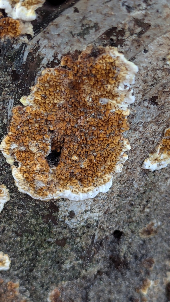 Serpula himantioides · November 2025 · photo: © rudolphous (iNaturalist, cc-by)