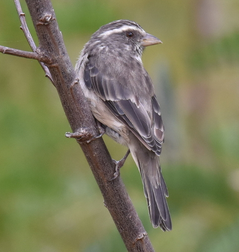 Streaky-headed Seedeater (Crithagra gularis), photo 8