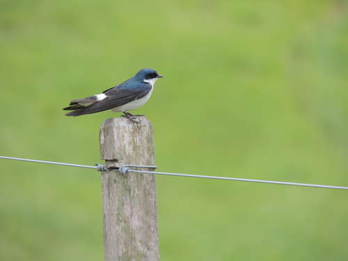 White-rumped Swallow