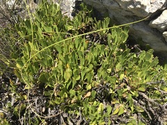 Centella triloba