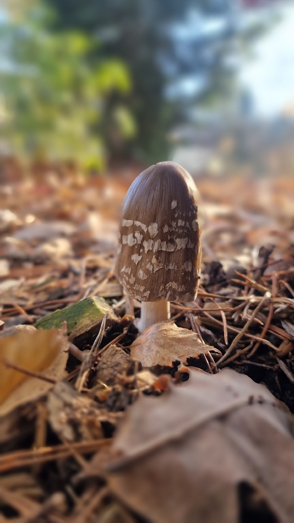 Coprinopsis picacea · November 2025 · photo: © fungiary (iNaturalist, cc0)