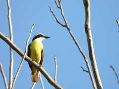 Pitangus sulphuratus