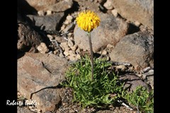 Hypochaeris tenuifolia
