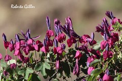 Passiflora umbilicata