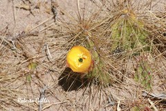 Airampoa ayrampo