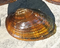 Alasmidonta undulata