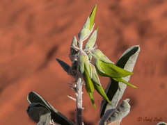 Crotalaria cunninghamii
