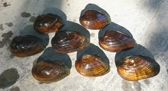 Alasmidonta undulata