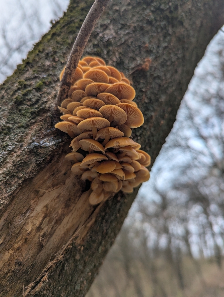 Flammulina · November 2025 · photo: © dmitry_trutsko (iNaturalist, cc-by)
