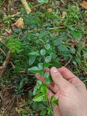 Triphasia trifolia