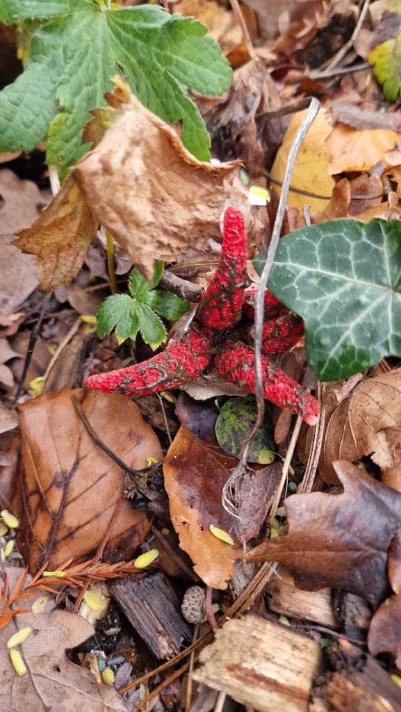 Clathrus archeri · November 2025 · photo: © fungiary (iNaturalist, cc0)