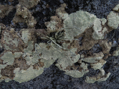 Protoparmeliopsis pinguis