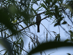 Microspingus cabanisi