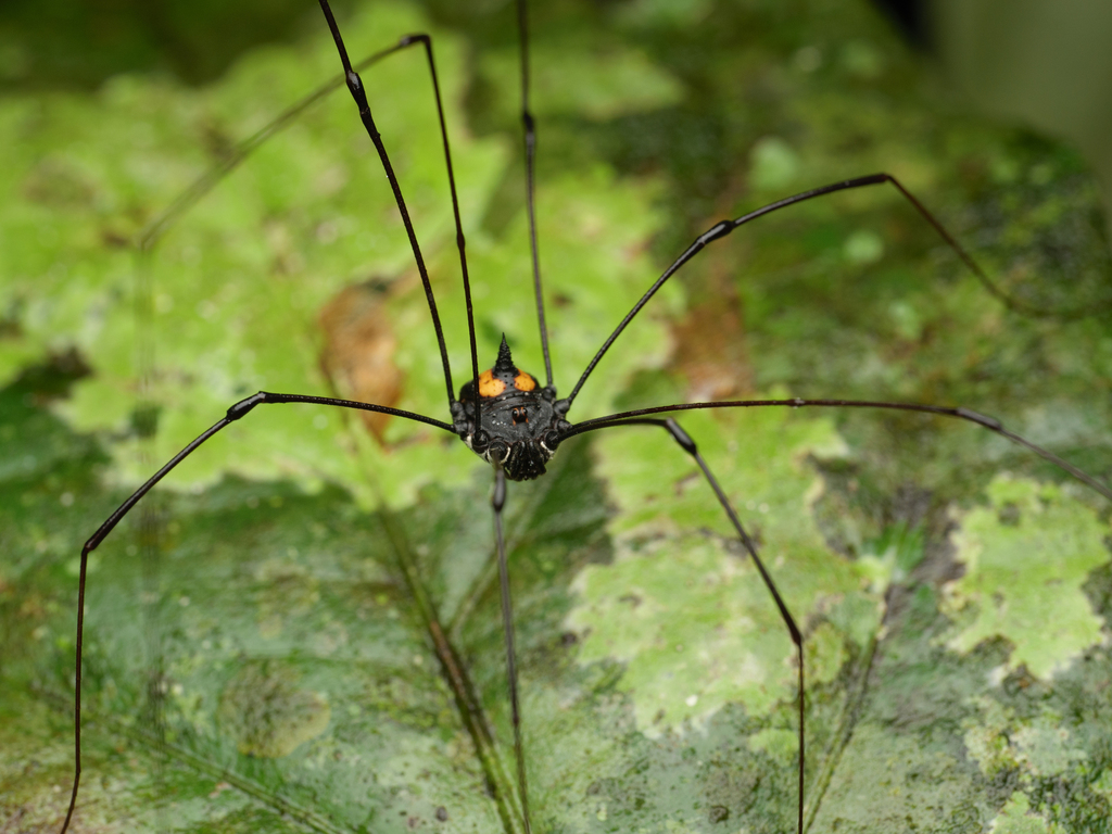 Marthana perspicillata