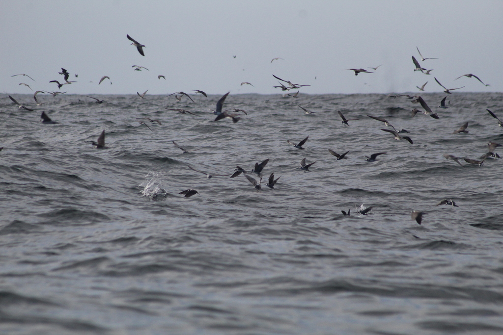 American Black Tern