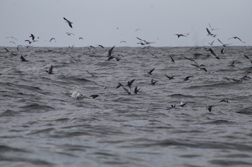 American Black Tern