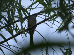 Microspingus cabanisi