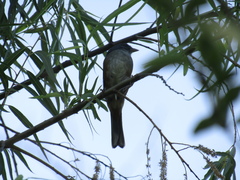 Microspingus cabanisi