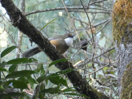 White-throated Laughingthrush (Pterorhinus albogularis), photo 10