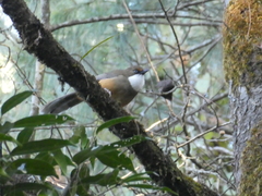 Pterorhinus albogularis