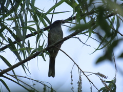 Microspingus cabanisi