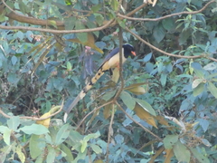 Urocissa erythroryncha