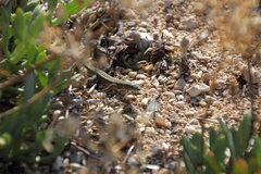 Ophisops elegans schlueteri