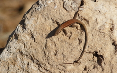 Phoenicolacerta troodica