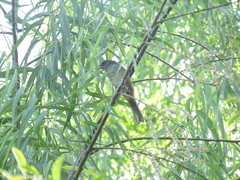 Microspingus cabanisi