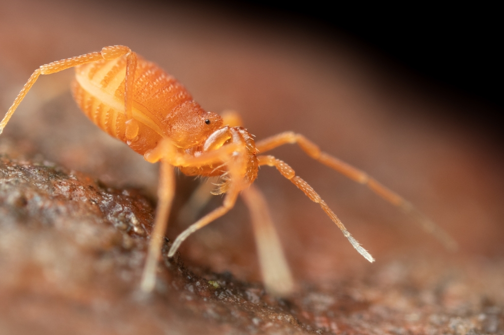 Sitalcina lobata