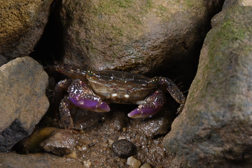 Purple Climber Crab