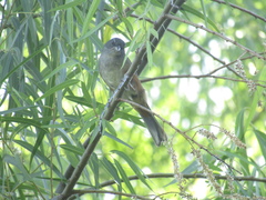 Microspingus cabanisi