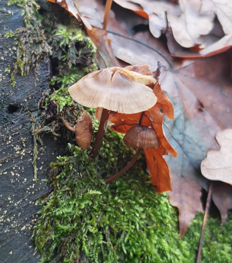 Mycena inclinata · November 2025 · photo: © p_andrey (iNaturalist, cc-by-nc)