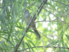 Microspingus cabanisi