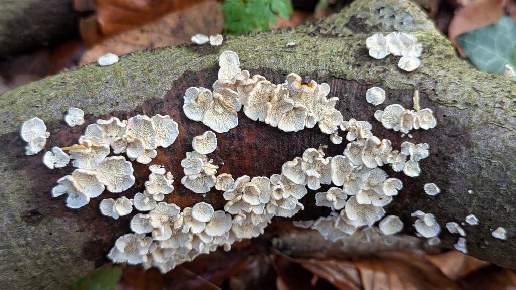 Plicatura crispa · November 2025 · photo: © rudolphous (iNaturalist, cc-by)