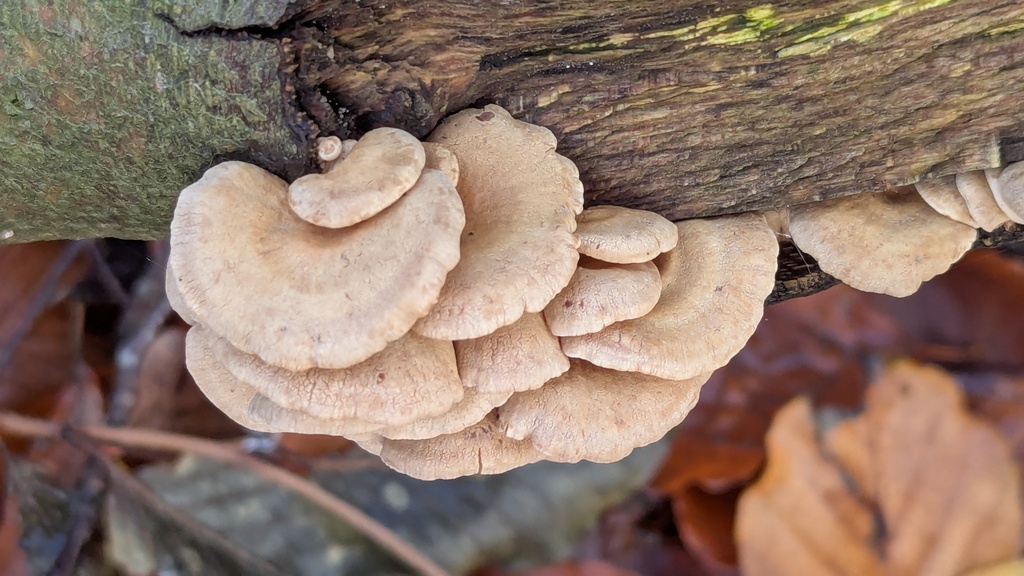 Panellus stipticus · November 2025 · photo: © rudolphous (iNaturalist, cc-by)