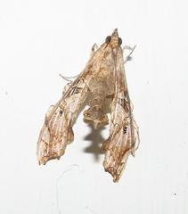Terastia africana
