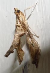 Terastia africana
