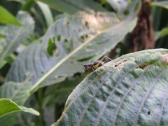 Cranistus colliurides