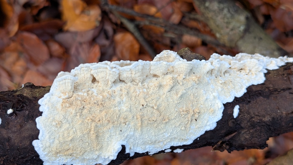 Byssomerulius corium · November 2025 · photo: © rudolphous (iNaturalist, cc-by)