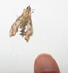 Terastia africana