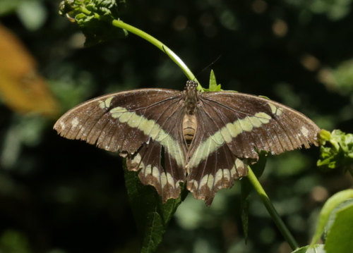Narrow Green-banded Swallowtail