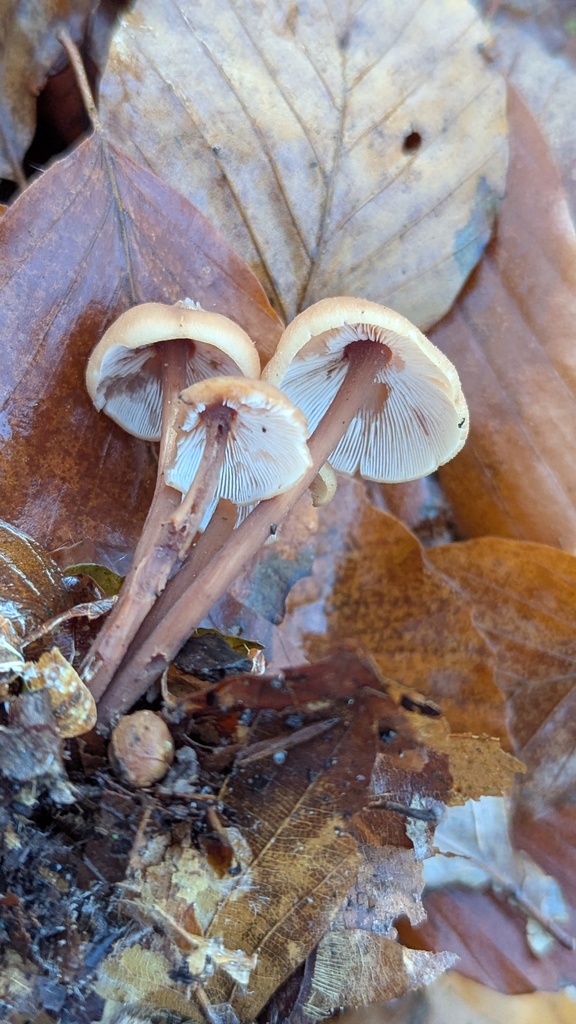 Collybiopsis confluens · November 2025 · photo: © rudolphous (iNaturalist, cc-by)