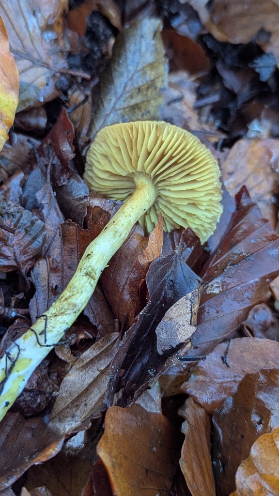 Tricholoma sulphureum · November 2025 · photo: © rudolphous (iNaturalist, cc-by)