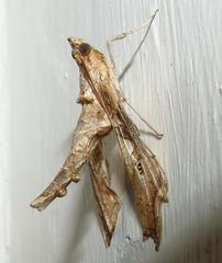Terastia africana