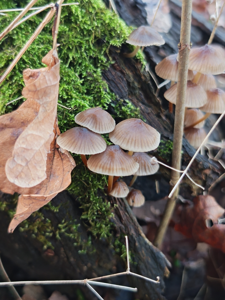 Mycena inclinata