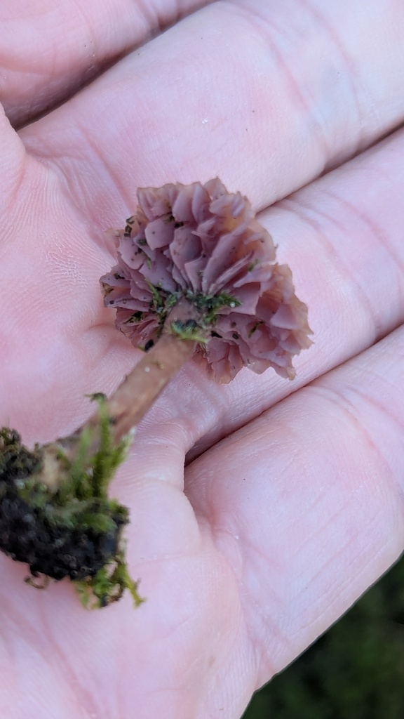 Laccaria amethystina · November 2025 · photo: © rudolphous (iNaturalist, cc-by)